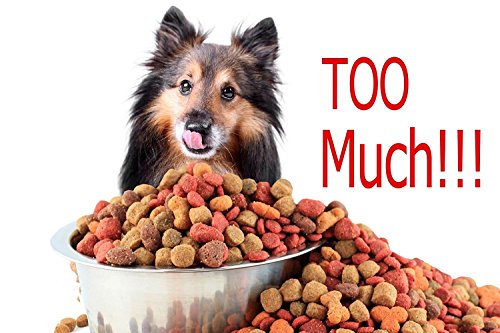 Himi Pet Food Scoops Silicone Collapsible Measuring Cups - Set of 4 - Great for Dog, Cat and Bird Food