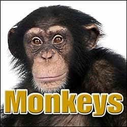 Monkey - Pygmy Marmoset: Squealing, Animal, Ape