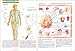 Atlas of the Human Body