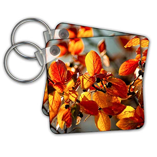 Alexis Photography - Seasons Autumn Leaves - Sunlit yellow, orange cotoneaster leaves and black berries - Key Chains - set of 2 Key Chains (kc_300799_1)