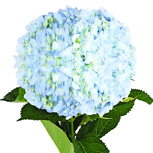 Farm Fresh Natural Blue Hydrangeas- Pack 15