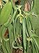 10 Split Extract Grade B Madagascar Bourbon Natural Vanilla Beans 5~6