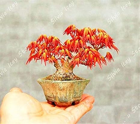 Amazon Co Jp 枚 袋メープル盆栽工場ガチャガチャメープル植物の木の庭の花の装飾工場ファミリーガーデン鉢植え 3 ホーム キッチン