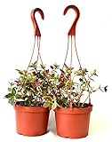9Greenbox Goldfish Plant Hanging Basket, 6 Inch, 5 Pound (Pack of 2)