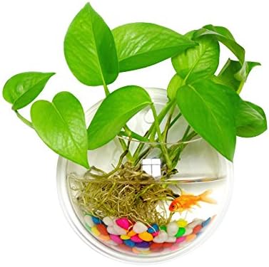 Vellio Shine Wall Mounted Acrylic Fish Bowl by Fish Bubbles (29*29*13 cm, Transparent)
