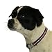 Red Dingo Daisy Chain Purple Dog Collar, Medium/Large/20mm