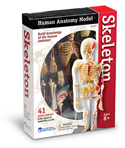 Learning Resources Skeleton Model