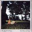 Noon Under the Trees