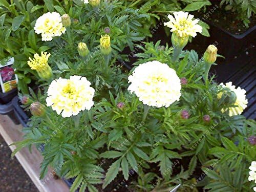 100 Marigold Seeds Rare Vanilla Flower Seeds for Home Garden White Color Beautiful