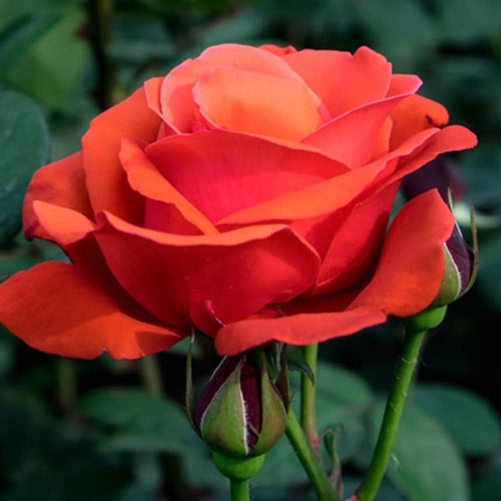HVdsyf 100Pcs Fresh Rare Rose Seeds Flower Plant Home Garden Roof Bonsai Balcony Decor funny planting - Red Rose Seeds