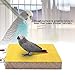 Bird Perch Stand Platform Durable Paw Grinding Clean Board Practical Pets Cage Accessories Stands Exercise Toy for Parrots (Yellow)thumb 1