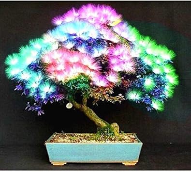 Amazon 10ピース盆栽アルビジア花の種と呼ばれるミモザ絹の木の種子珍しい庭鉢植え植物虹花ポットdiy植物ギフト 花