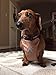 Comfortable & Adjustable Dog Harness by PetPup | Medium Size - Gray Color | Reflective | Safety Car Harness for Dogs | Easy Walk Dog Harness | Lightweight & Breathable Safety Strap Harness for Dogs
