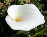 Florist' Calla Lily Bulb - Zantedeschia albomaculata