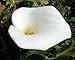 Florist' Calla Lily Bulb - Zantedeschia albomaculata
