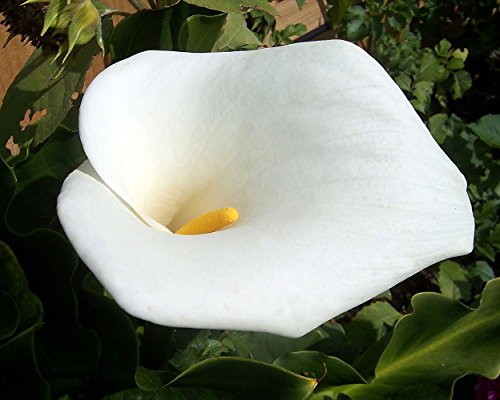 Florist' Calla Lily Bulb - Zantedeschia albomaculata Florist' Calla Lily Bulb - Zantedeschia albomaculata