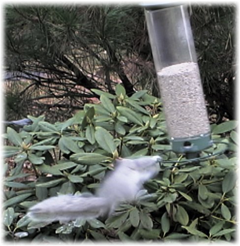 Droll Yankees Yankee Flipper Squirrel-Proof Bird Feeder, 21 Inches, 4 Ports, Forest Green (Renewed)