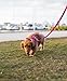 EcoBark Dog Leash - Soft & Reflective Comfort Training Leashes with Padded Handle - Safe, Strong, & Durable for Small, Medium or Large Dogs (Pink)