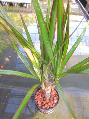 Amazon Co Jp 水耕栽培 苗 ドラセナ コンシンネ Diy 工具 ガーデン