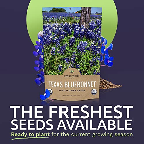 Texas Wildflower Seeds Bulk 1/4 Pound Bag Over 4,000