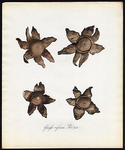 Antique Print-ROSY EARTHSTAR-GEASTRUM RUFESCENS-943-Flora Batava-Sepp-1800