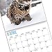 unp 2020 Cats Wall Calendar by Bright Day, 16 Month 12 x 12 Inch, Cute Kitten Animals Feline