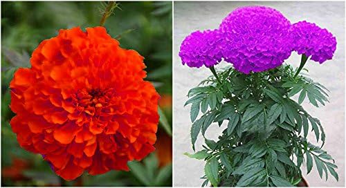 CATTERPILLAR FARM® Marigold seeds combo Magenta,Red colors,50 Seeds each