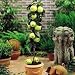 Dwarf Apple Seeds - GRANNY SMITH - Crisp, Tart Fruit - Organic - 10 Seeds