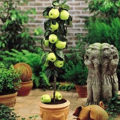 Dwarf Apple Seeds - GRANNY SMITH - Crisp, Tart Fruit - Organic - 10 Seeds