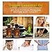 Aliver Lymphatic Drainage Gingerl Oil 100% PURE Natural Ginger Boy Massage Oils Plant Massage Oil 30 ml（2Pack）