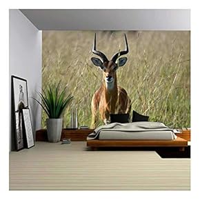 Impala Antelope at Murchison Falls National Park Safari Reserve in Uganda - The Pearl of Africa - Removable Wall Mural | Self-Adhesive Large Wallpaper - 66x96 inches