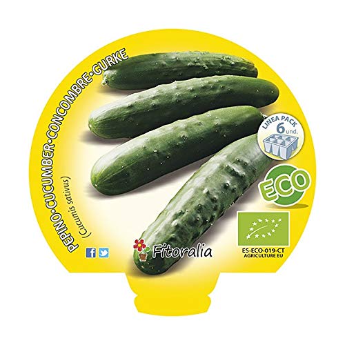 Plantel pepino ecológico (6 unidades): Amazon.es: Jardín