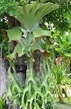 HEIRLOOM NON GMO Staghorn Fern Spores