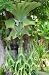 HEIRLOOM NON GMO Staghorn Fern Spores