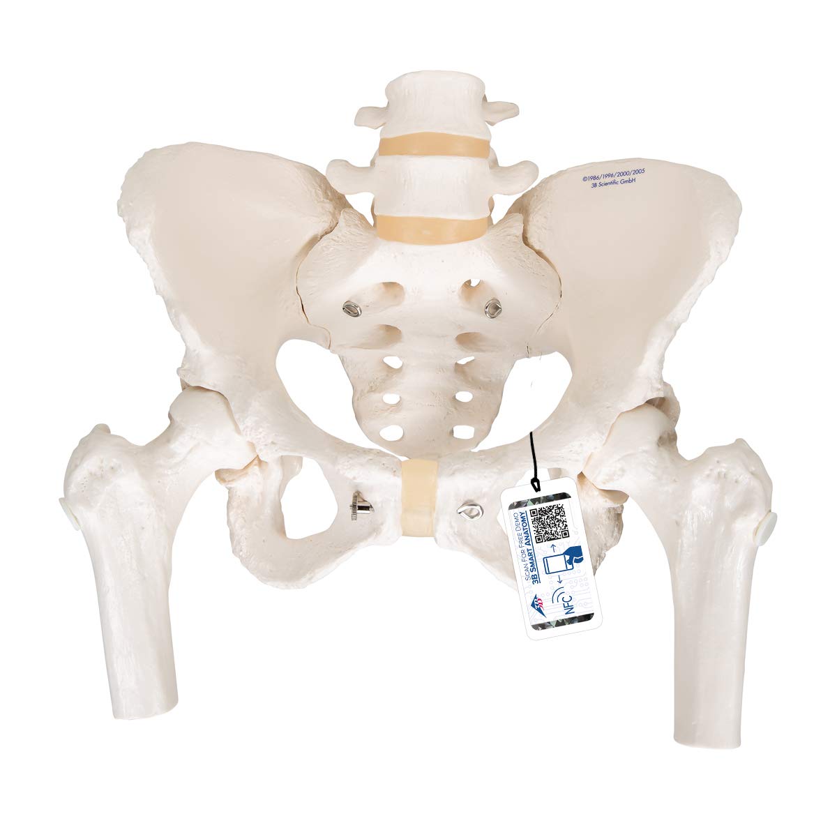 3B Scientific Pelvic Skeleton Female with Movable Femur Heads + free anatomy software - 3B Smart Anatomy A62