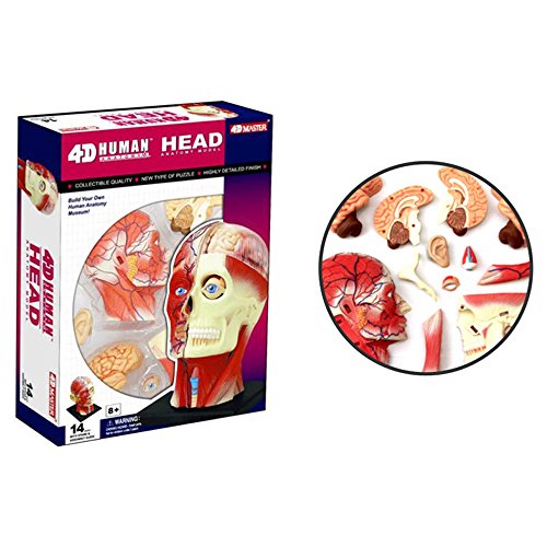 4D Vision Human Head Anatomy Model