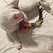 Eyourlife 20 PCS Soft Nail Caps Nail Covers Claw Caps Paw Covers for Cat Pet Kitten with Glue Claws Control Paws Off Size S Light Pink