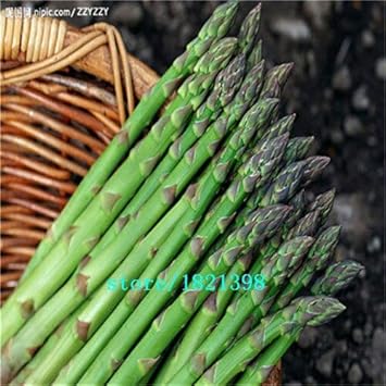 Amazon 黄色 100個 オリジナルパックcochinchineseアスパラガスの種盆栽野菜の種ホームガーデン 花