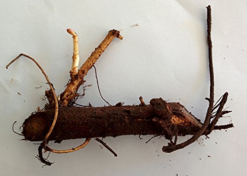 Mt Hood Hop Rhizomes