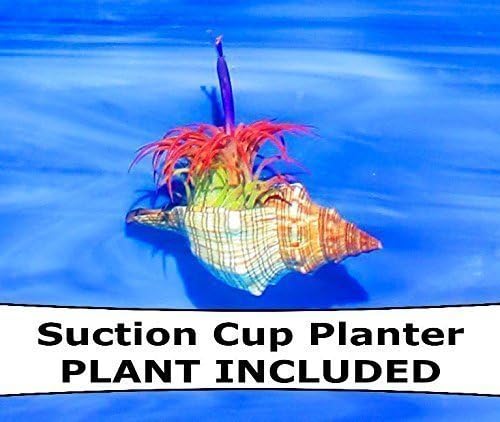 Indoor Home and patio planter, Air plant, air plant holder, air plant hanger, Plant hanger, Shell planter, plant holder, Mini planter, Air Plant container, plant gift