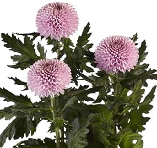 Puriza 生花 ピンポン菊 ピンポンマム 色セレクト ポンポン咲き 菊 切り花 生け花 アレンジ お供え 仏壇 5本 ピンク