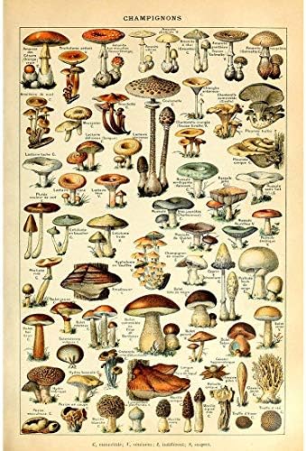 YISUMEI 40x60 cm Poster oder Leinwand-Bild gespannt Keilrahmen Malerei Canvas Gem?lde Vintage Pilze Champignons