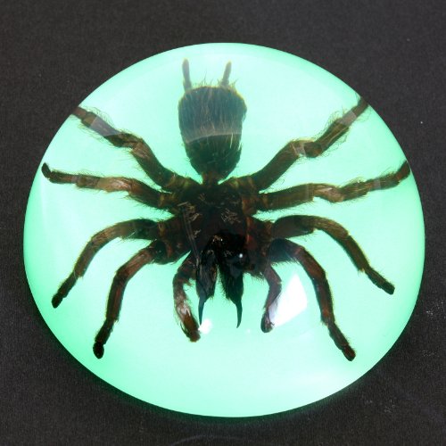 REALBUG 3 1/2" Tarantula Dome Paperweight Glow in The Dark