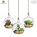 SunGrow 3 Hanging Glass Terrariums Spherical Air Plant Orb - Handmade, Heat-Resistant Glass - Create Refreshing Atmosphere in Terrace Garden - Rocks, Plants & Other Accessories NOT Included