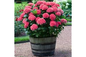 BRIGHTER BLOOMS Red Sensation Hydrangea - 2 Gallon