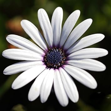 Ohhsome Flower Seeds Rain Daisy Seeds For Kitchen Garden Plants