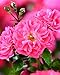Drift Roses – Rosa Coral Drift (Rose) Rose, coral flowers, #2 – Size Containerthumb 1