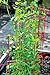 Gardeners Supply Company Sturdy Expandable Tall Pea Trellis for Climbing Plants | Multi-Use Heavy Duty Outdoor Garden Peas, Tomato, Cucumber Steel Plant Support | 9'-8