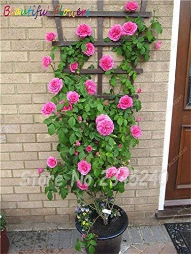 Amazon 100個のバラの種を登る盆栽バラの木の種 豪華な鮮やかな色 Diyのホームガーデン鉢植え バルコニー アンプ 庭の花植物 花