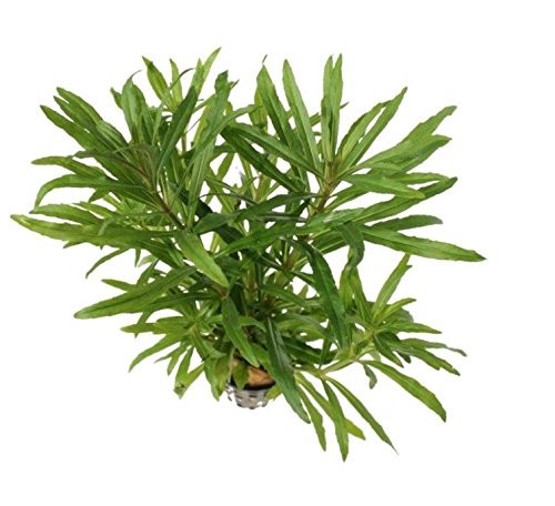 Pogostemon Octopus Potted Live Beginner Aquarium Decorations Aquatic Plants Exotic Freshwater For Fish Tank Aquascape by Mainam
